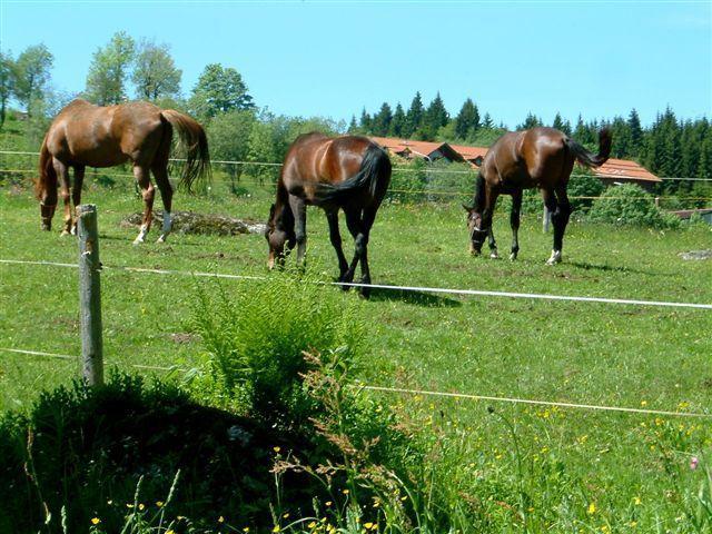 Ferienhaus Mitterdorf มิทเทอร์ฟีร์มิอันส์รอยท์ ภายนอก รูปภาพ